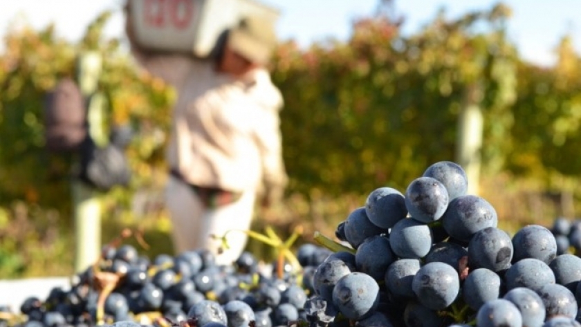 Mendoza: el valor por kilo de uva Malbec se redujo a la mitad de su precio y en los últimos tres años tuvo la peor caída