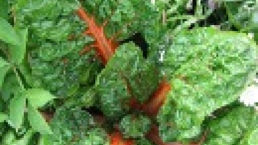 Consejos para cultivar acelgas en el huerto ecológico