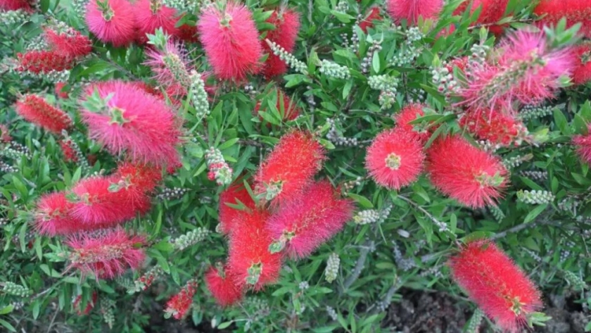 Variedades de Calistemo rojo: Colores y formas para cada espacio