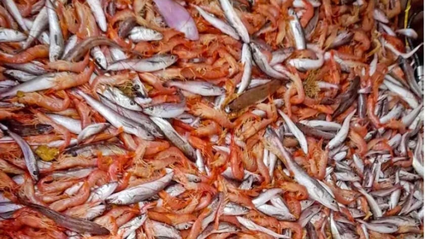 Langostino. Suspenden a la pesca la Subárea 7 Este