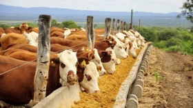 Feedlots con bajo encierre y altas pérdidas