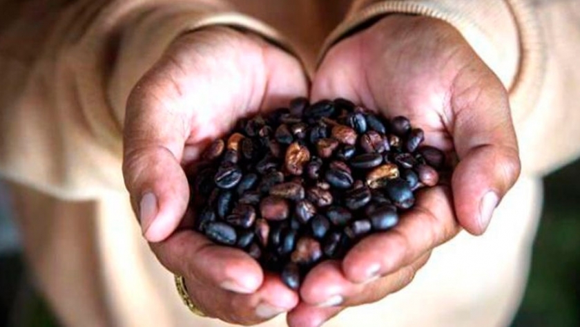 Café de Etiopía la última víctima del cambio climático