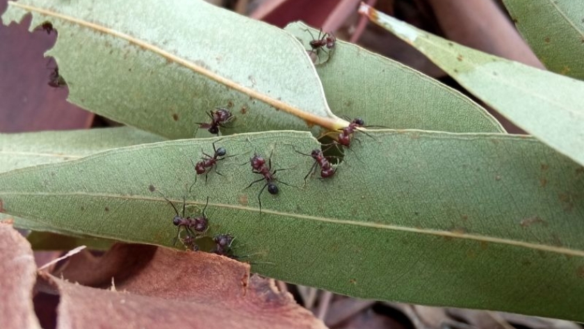 Estudian el manejo de hormigas cortadoras en plantaciones forestales