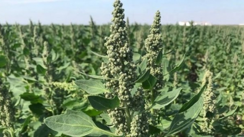 Evalúan la adaptación de la quinoa y la frutilla al norte