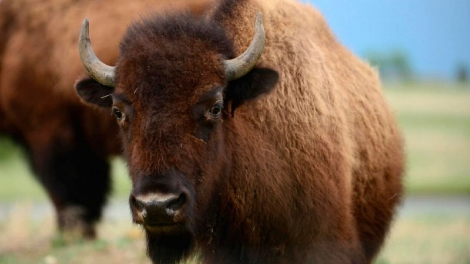 El búfalo gana espacio en la ganadería argentina y consolida su expansión en el NEA