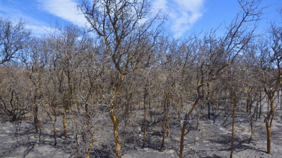 Estrategias para prevenir incendios en zonas rurales ante el aumento del riesgo climático