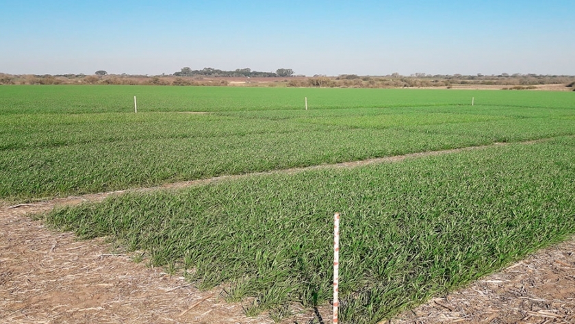 Bunge presenta a productores sus investigaciones