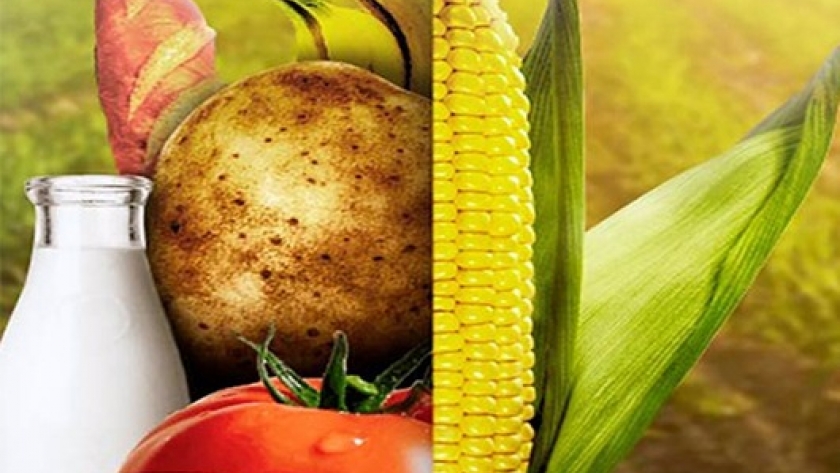 Organismos genéticamente modificados: el futuro de la industria alimentaria
