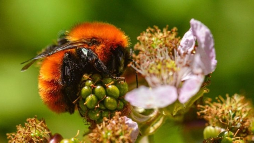 Especialistas del CONICET impulsan proyectos científicos para conservar la biodiversidad