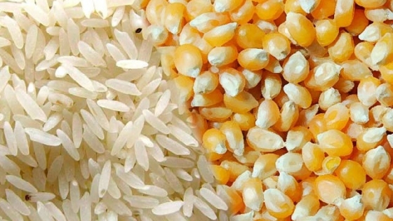 Intención de siembra: menos maíz y más arroz en Entre Ríos