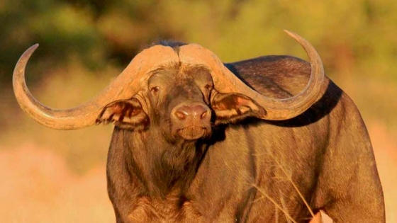 Conozca a Horizon, el búfalo más caro del mundo 