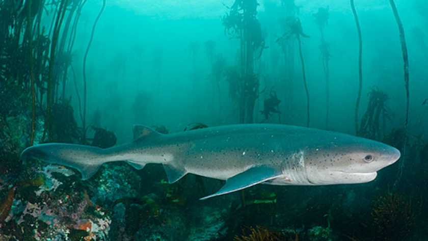 Pesca de Tiburón gatopardo (Notorhynchus cepedianus)