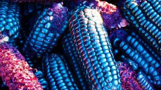 Del maíz azul a la proteína hidrolizada: la experiencia de asociarse para generar innovación