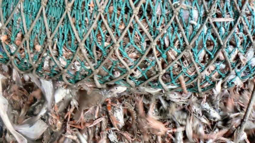 Langostino. Cierran la Subárea 14 por nulidad de marisco y presencia de fauna acompañante
