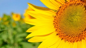 Suben los precios internacionales e impulsan el cultivo de girasol