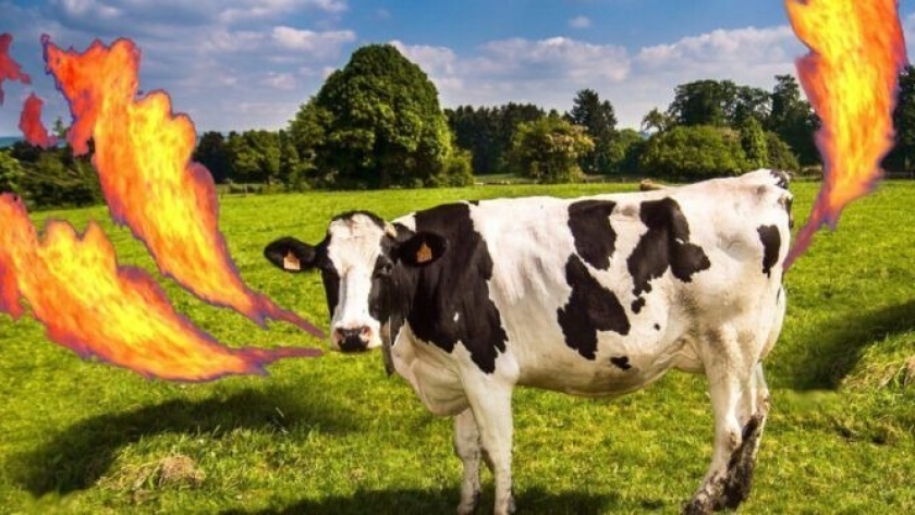 Carne vacuna y cambio climático: ¿Podrá la edición genética reducir las emisiones de gas metano del ganado bovino?