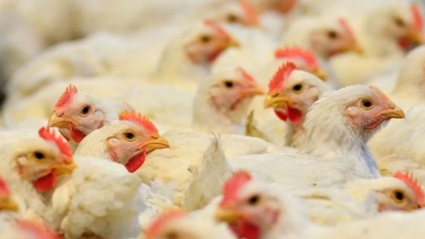 La producción avícola logró un aumento del 6,6% en 2019