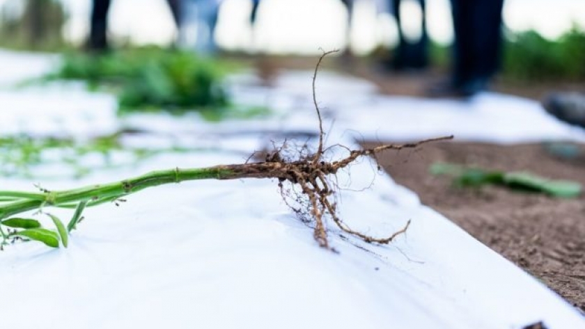 La coinoculación gana terreno como estrategia para enfrentar la compactación en soja