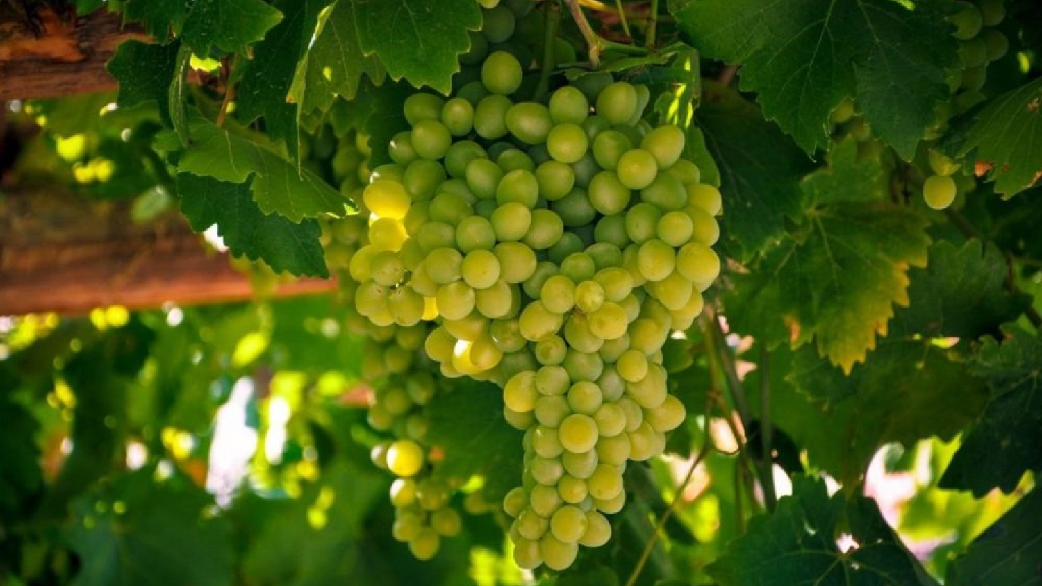 Argentina suma reconocimiento internacional con un Chardonnay destacado en un certamen global