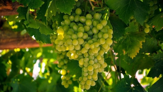 Argentina suma reconocimiento internacional con un Chardonnay destacado en un certamen global