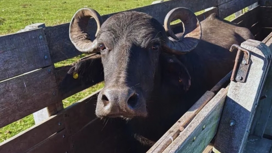 Los búfalos del NEA avanzan con identidad propia y respaldo científico desde la Rural