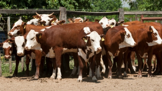 SENASA y productores refuerzan el trabajo conjunto para impulsar la sanidad ganadera