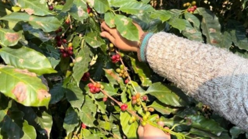 Tucumán cosecha café 100% orgánico y de alta calidad