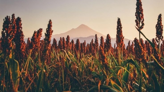 El sorgo crece un 20% y cierra la cosecha con 3 Millones de toneladas