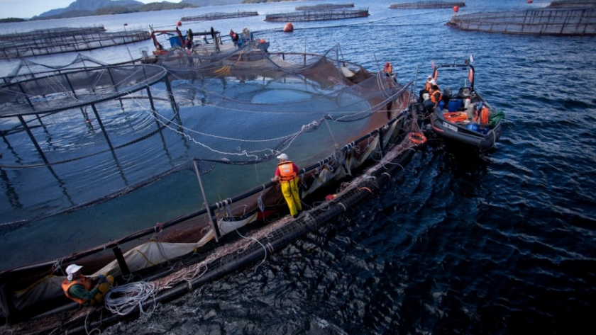Cría de salmón en Argentina y Chile: un análisis comparativo de la industria acuícola