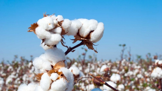 La evolución de la producción de algodón y su trazabilidad: del campo al producto final