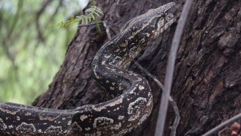 Dos lampalaguas fueron liberadas en el Área Natural Protegida "Quebrada de las Higueritas"