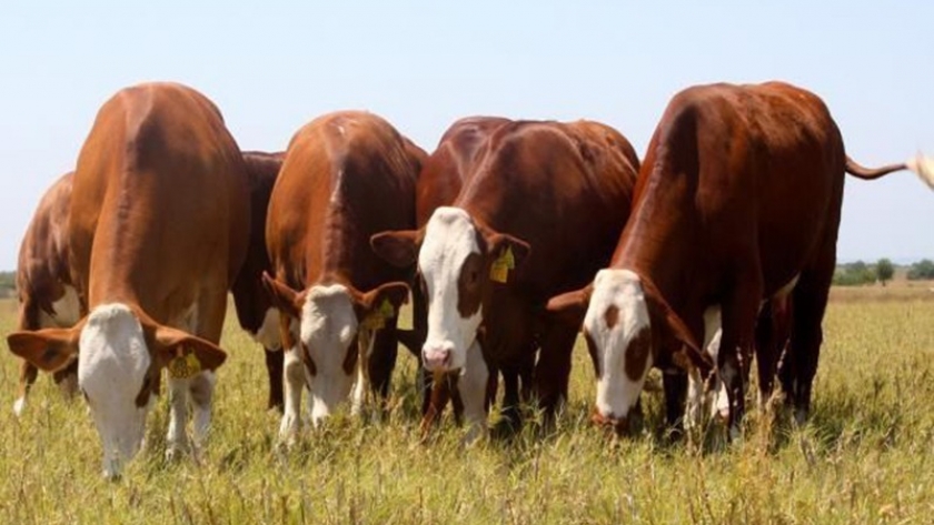 En la región pampeana quieren mejorar la eficiencia en la ganadería vacuna