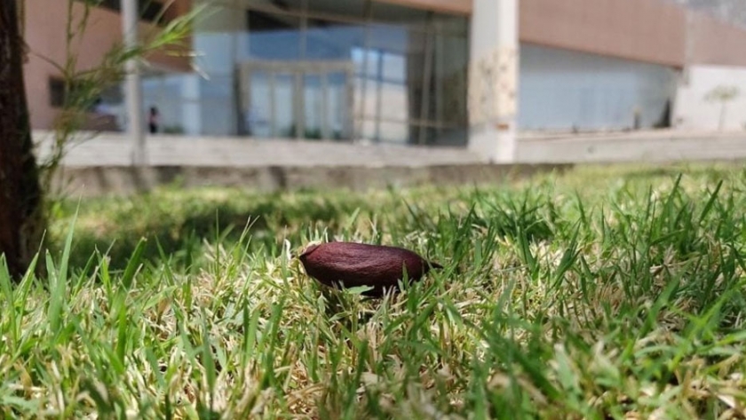 Continuarán forestando Anchipurac con semillas producidas por árboles del Centro Ambiental