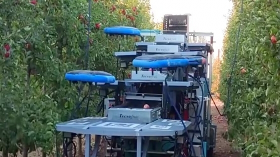 Funciona con IA: en Israel cosechan una fruta con una impactante tecnología