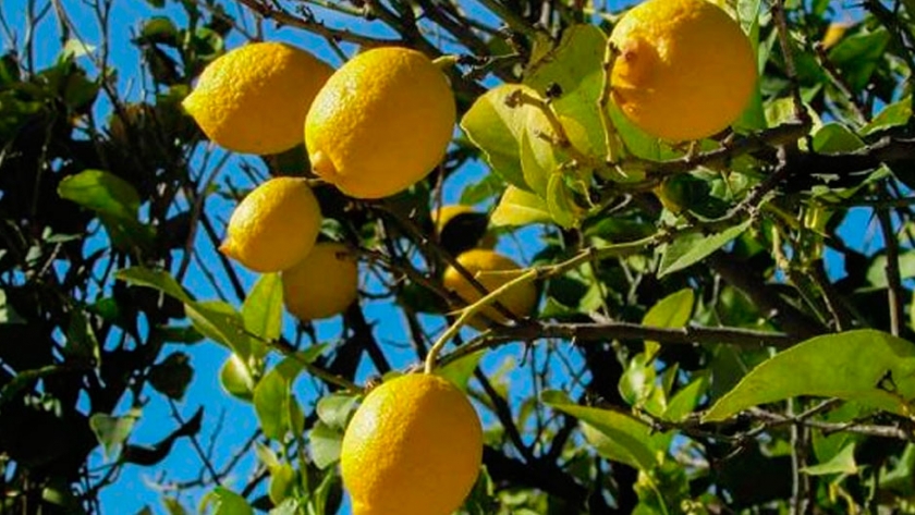 Con Basfoliar Kelp y Basfoliar Zn 75 flo las aplicaciones dan fruto en los citrus