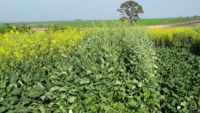 Carinata, un cultivo para diversificar secuencias agrícolas