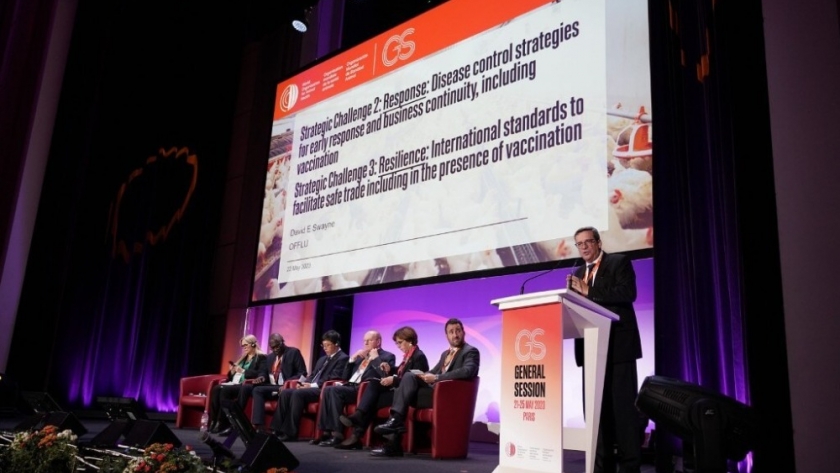 La Organización Mundial de Sanidad Animal acordó medidas globales para frenar la gripe aviar