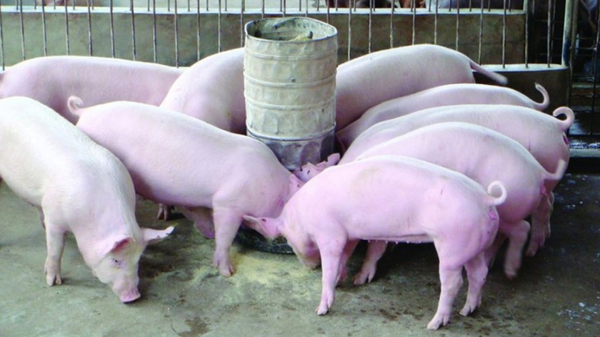 Destrucción de 188 kg de carne con triquinosis en La Pampa