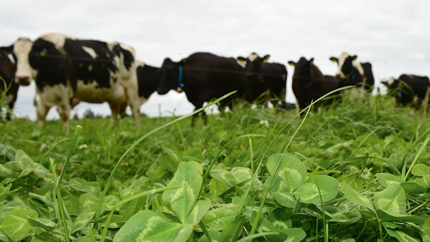 La agricultura cambiará, pero la agricultura pastoral sobrevivirá y prosperará