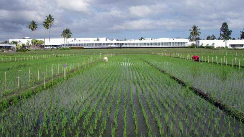 La obtención de nuevas variedades de arroz ayudará a los agricultores de Asia
