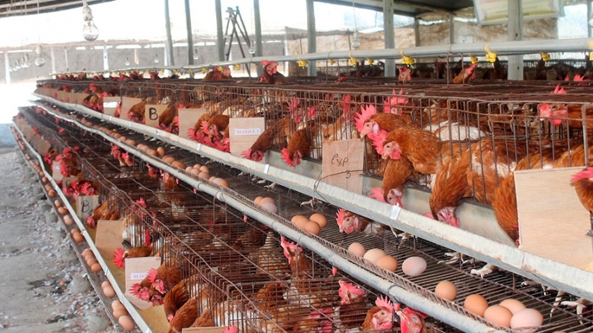 Compost a base de excrementos de gallinas? Una alternativa para los productores avícolas