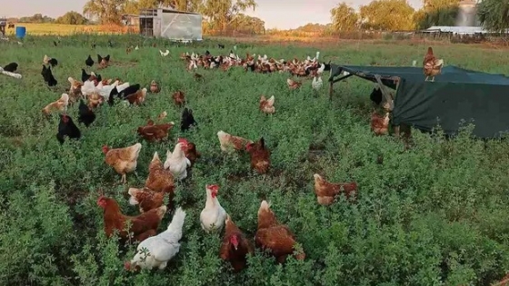 Lanzan el registro de establecimientos avícolas con sistemas pastoriles en Buenos Aires