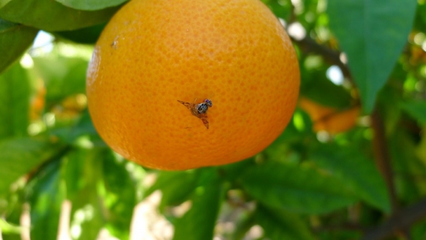 Finalizó la emergencia fitosanitaria por Mosca de los frutos en San Rafael, Mendoza