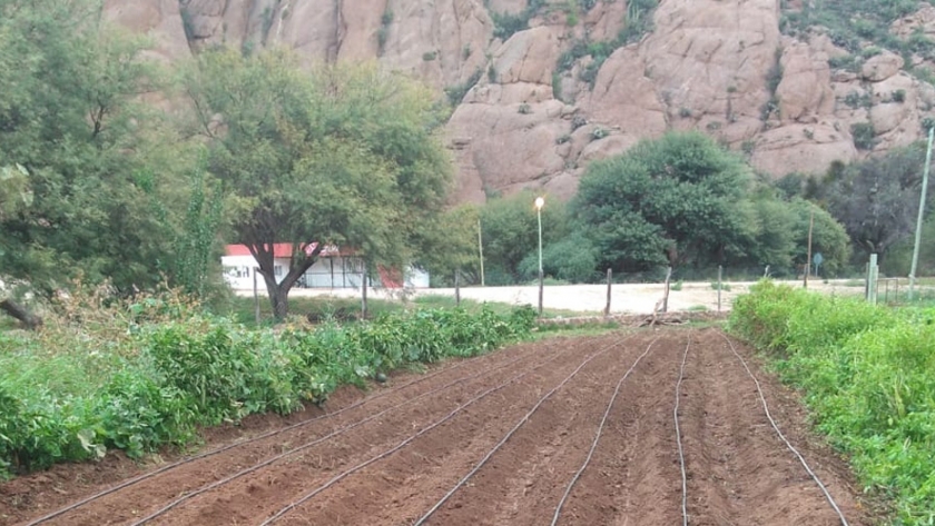 Huerta municipal en Sanagasta: una experiencia en la producción sustentable y el impulso del consumo interno de verduras