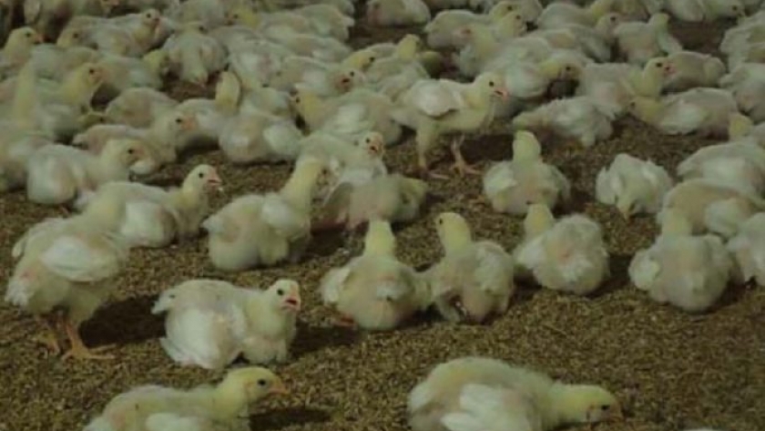 Manejo de naves con túneles y pollos jóvenes