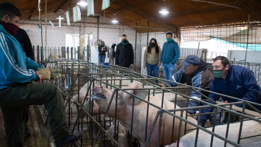 Se realizaron acciones de sanidad animal en dos escuelas agrotécnicas del interior provincial