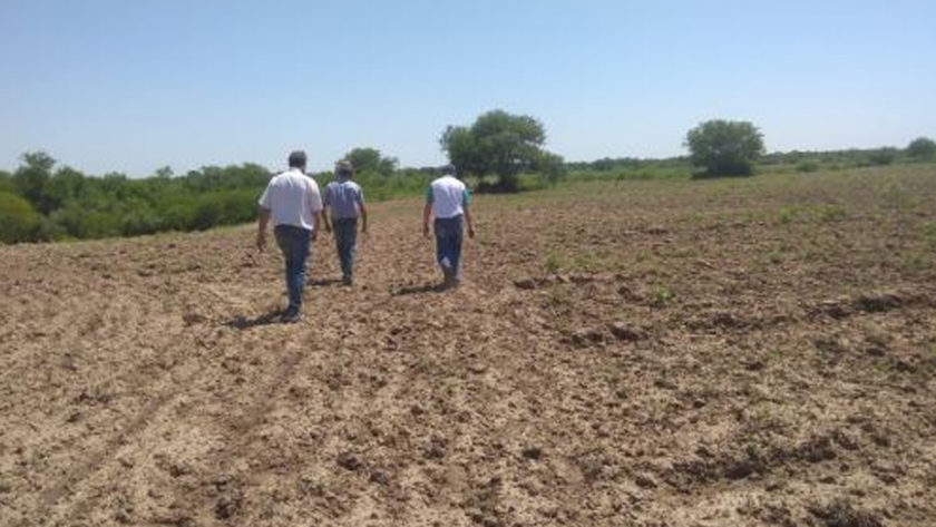 Experiencia de implantación de pasturas con productores de la Agricultura Familiar