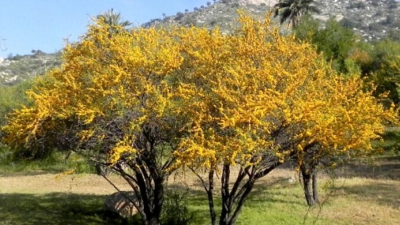 Espinillo (Acacia caven): El árbol nativo con flores amarillas que perfuman el espacio