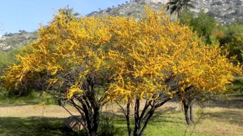 Espinillo (Acacia caven): El árbol nativo con flores amarillas que perfuman el espacio