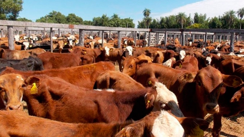 Vuelven los remates físicos de hacienda bovina en Santa Fe
